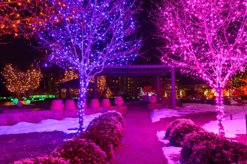 A night view of colorful holiday lights bright up winter trees and shrubs at Denver Botanic Gardens during the Blossoms of Light event.
