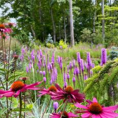 Purple Flowers in Woodland Garden