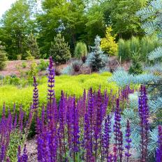 Purple Flowers and Evergreens