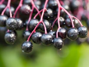 <center>Benefits of Elderberry + Learn How to Use It