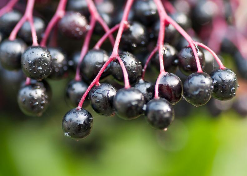 Purplish Elderberries With Raindrops Hang From a Branch