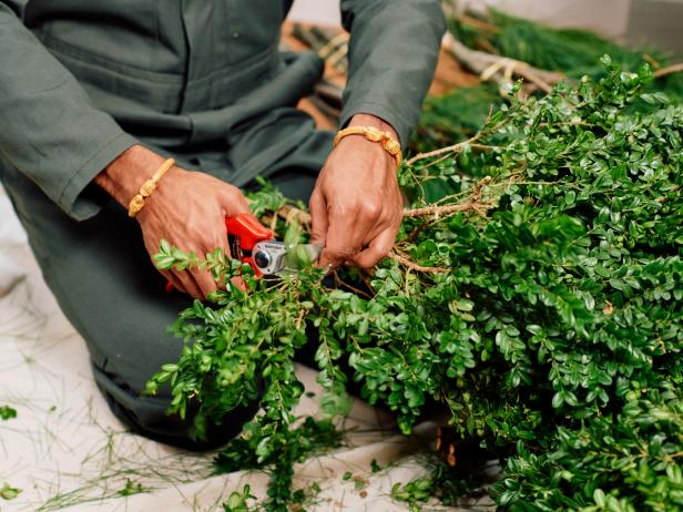 Man Uses Pruning Shears to Snip Off Boxwood Branches 