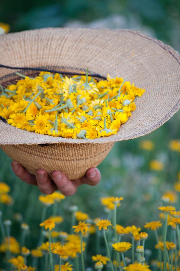 A straw hat filled with dyer's chamomile blooms in a field.