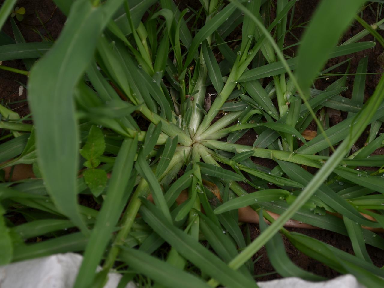 Weed Control Needed Early to Beat Weeds - Virginia Green