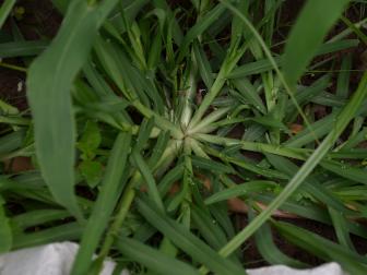 Digitaria ischaemum is a species of crabgrass known by the common names smooth crabgrass and small crabgrass. Common roadside and garden weed. It is an annual grass.
