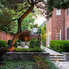 Courtyard With Pine Tree