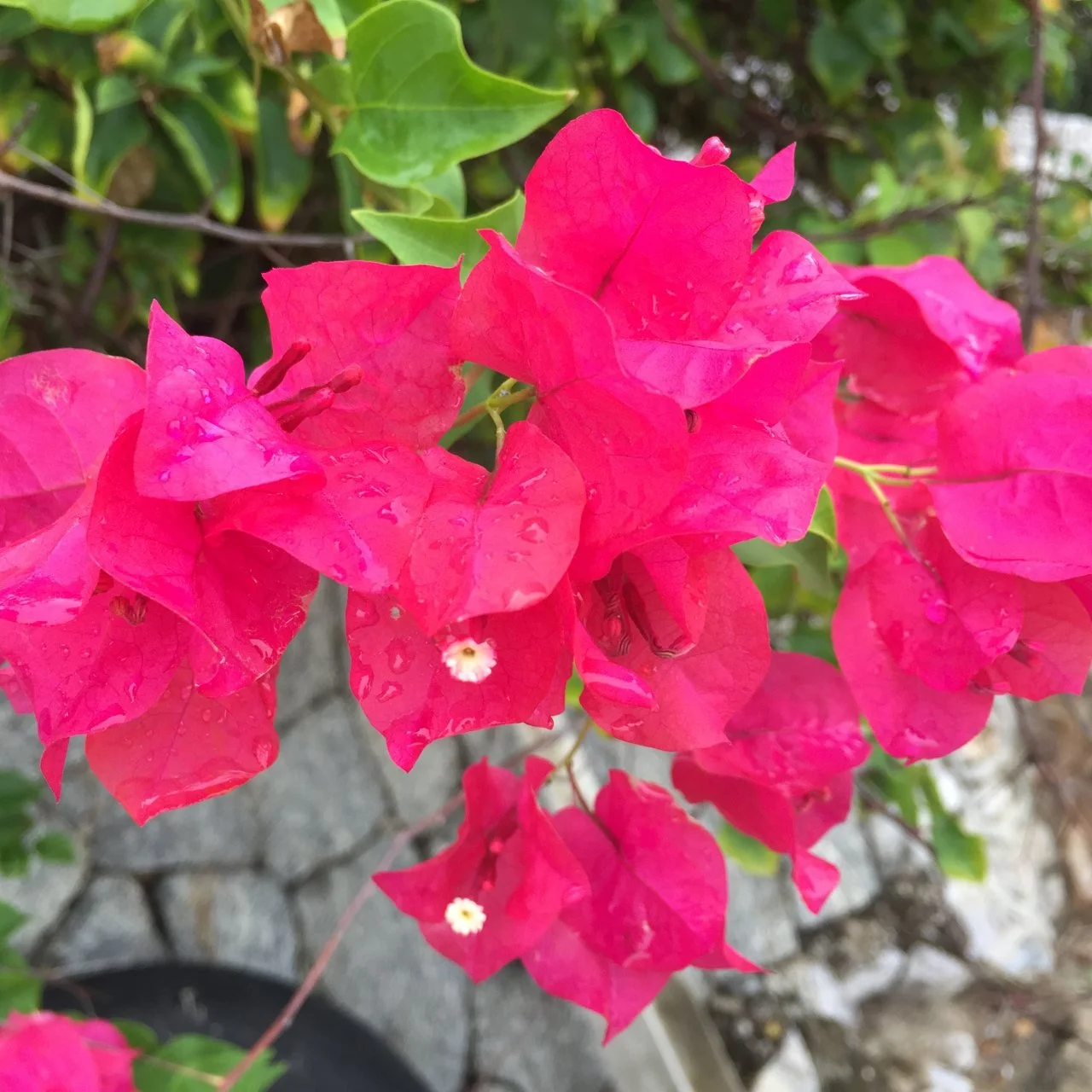 Close-up of pink bougainvillea blooms