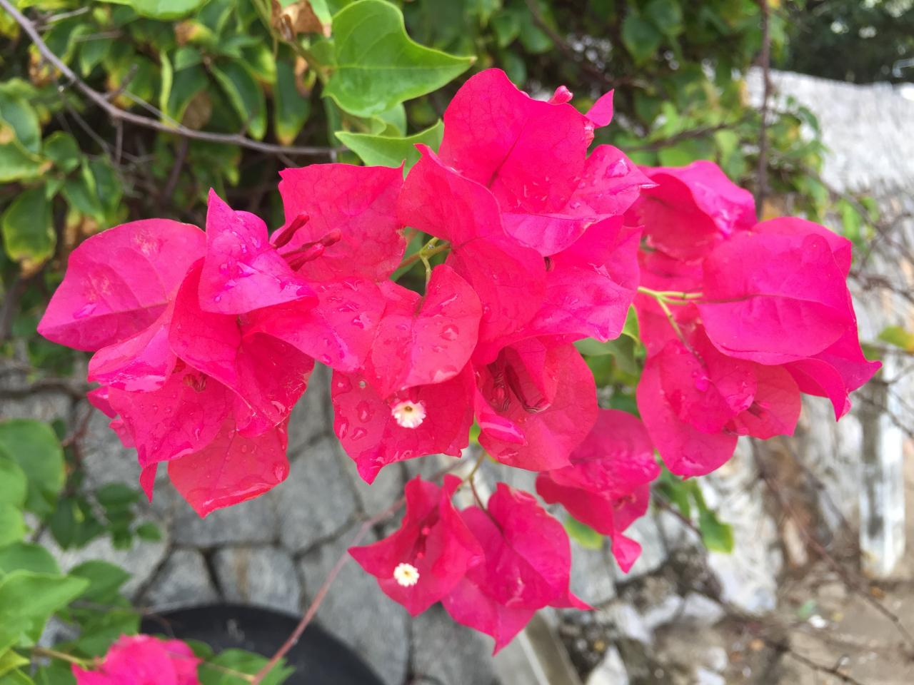 Bougainvillea How to Plant, Grow and Care for Bougainvillea Plant ...