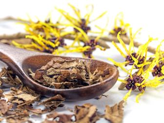flowering witch hazel (Hamamelis) and wooden spoon with dried leaves for homemade skin care cosmetics and bath additive on a white background, closeup with selected focus, narrow depth of field