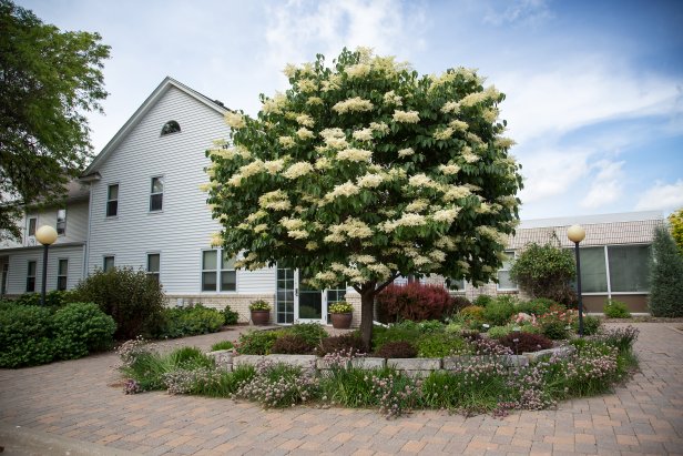 Snowdance Lilac Tree