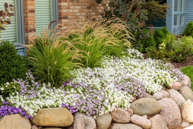 Ornamental Grasses Surrounded by Purple and White Petunia Flowers