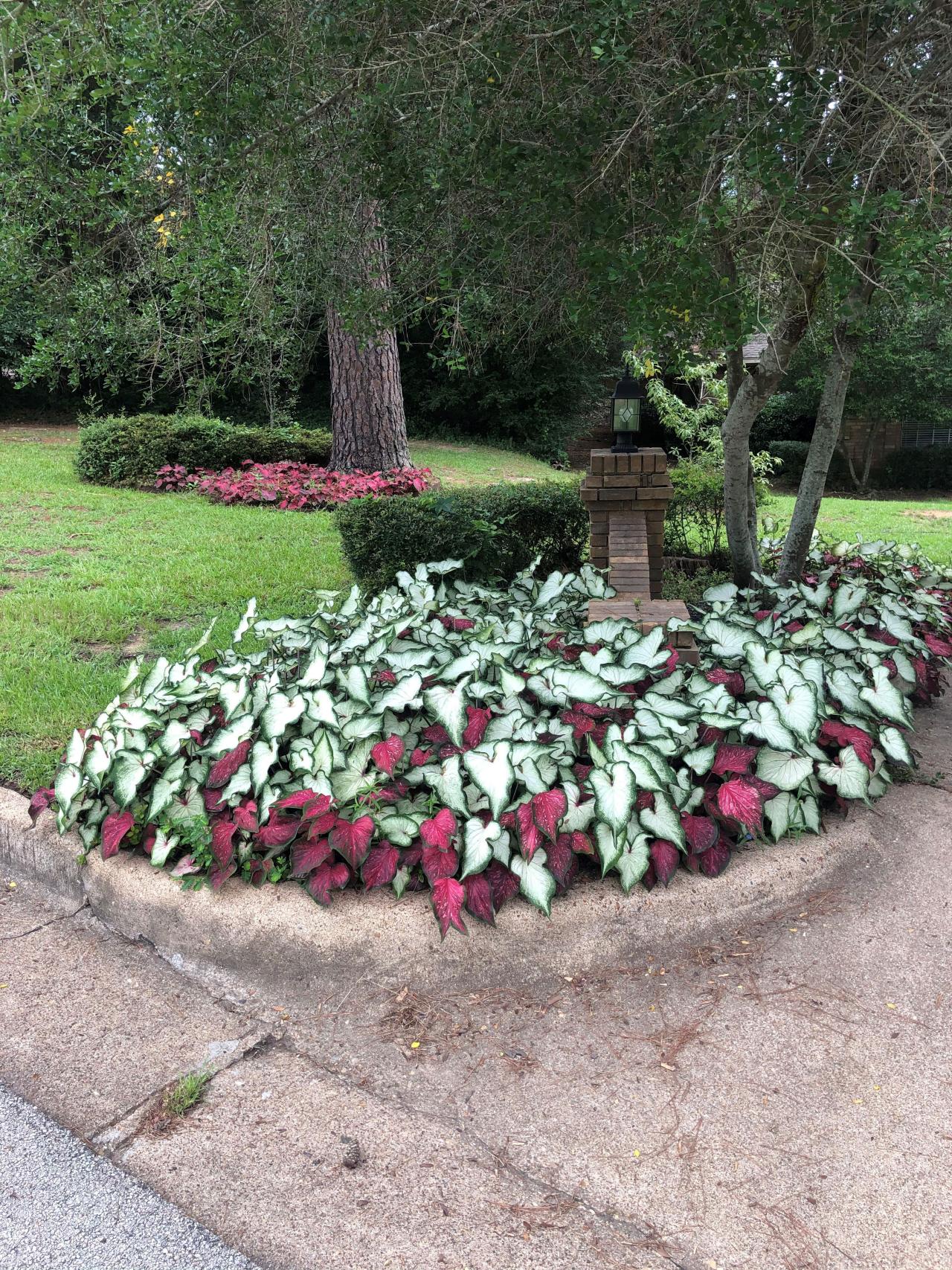 Front Yard Landscaping Ideas to Sell Your Home   Decorative Plants ...