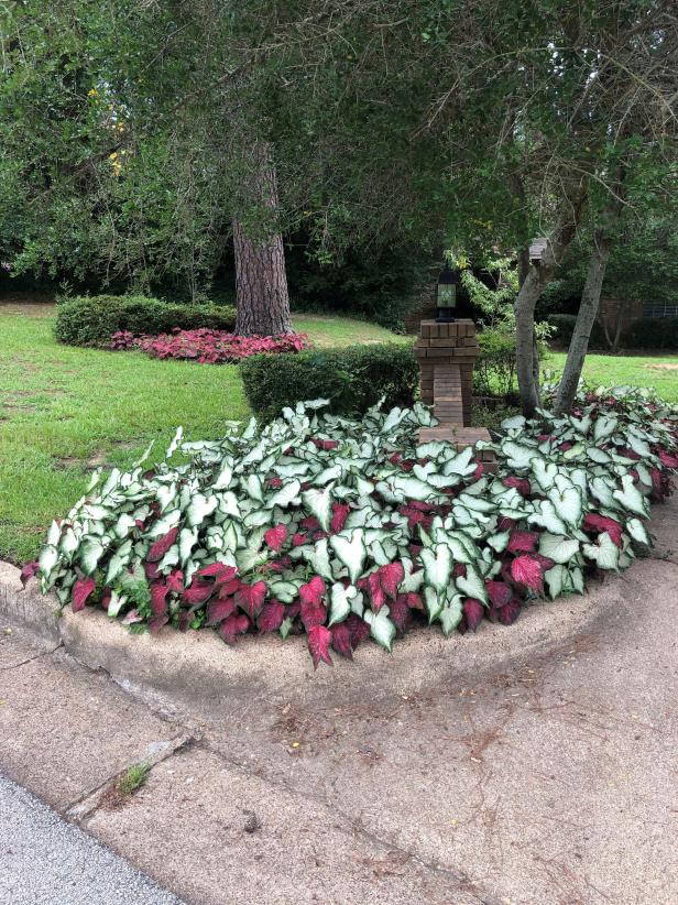 White and Red Caladiums in Flower Bed