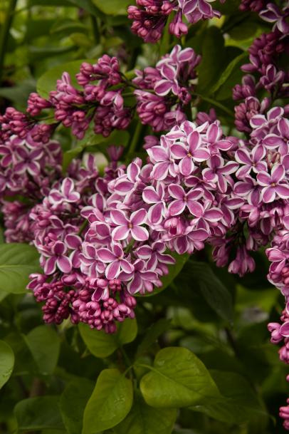 Lilac - planting, pruning and care for beautiful blooming