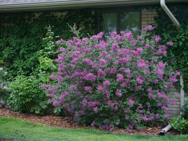 Here's What You Should and Shouldn't Prune in Early Spring
