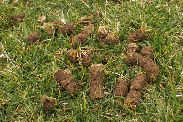 plugs pulled by core lawn aeration