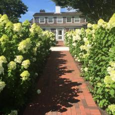 A Red Brick Walkway, Lined With Lush Hydrangea Bushes, Leads to the Back Door of a Cape Cod-Style Home