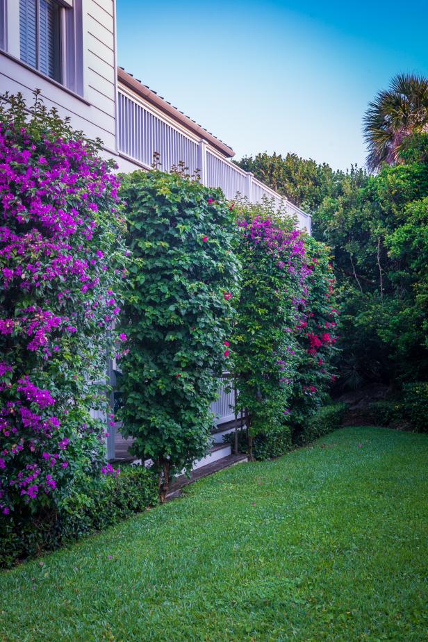 Pink and Purple Bougainvillea