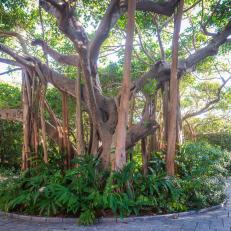 Banyan Trees 