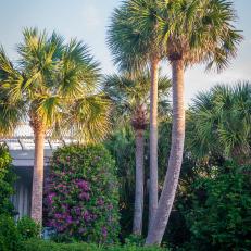 Palm Trees and Purple Bugambilia