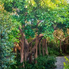 Banyan Trees and Stone Walkway