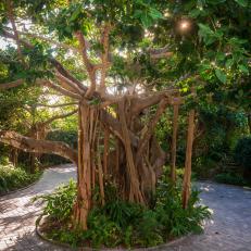 Courtyard With Banyan Tree 