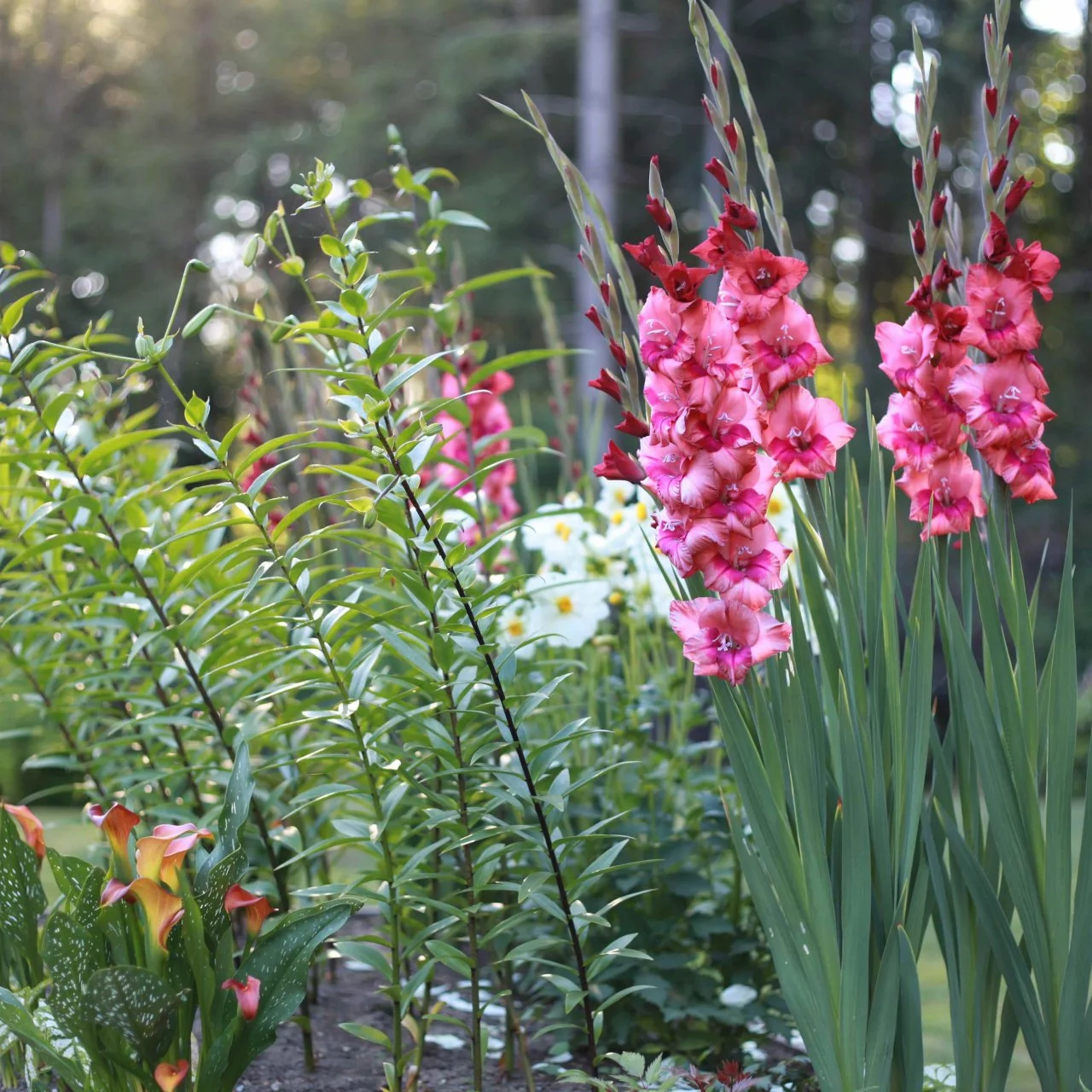 Gladiolus How to Plant Grow and Care for Gladiolus HGTV