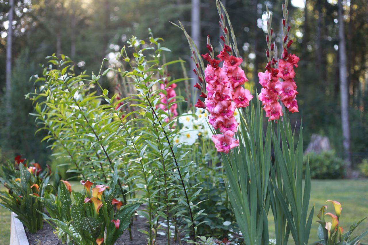 Gladiolus: How to Plant, Grow and Care for Gladiolus | HGTV