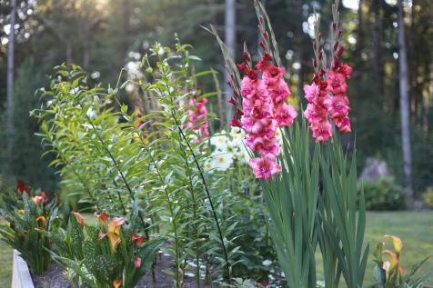 Growing gladiolus deals