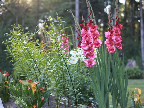 How to Grow Gladiolus Flowers