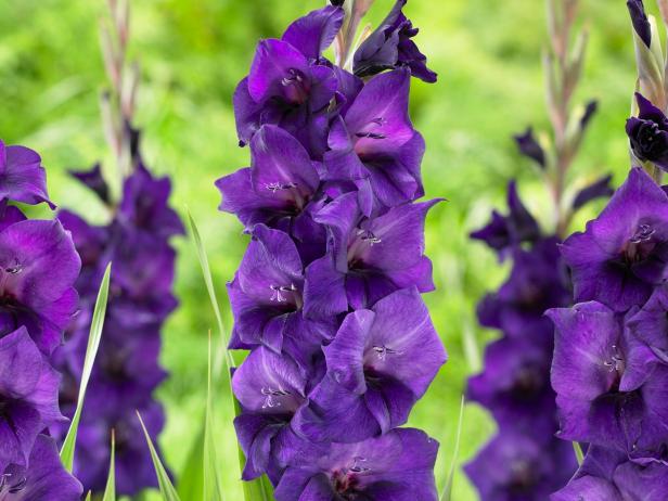 Gladiolus 'Performer'