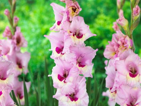 Gladiolus: How to Plant, Grow and Care for Gladiolus