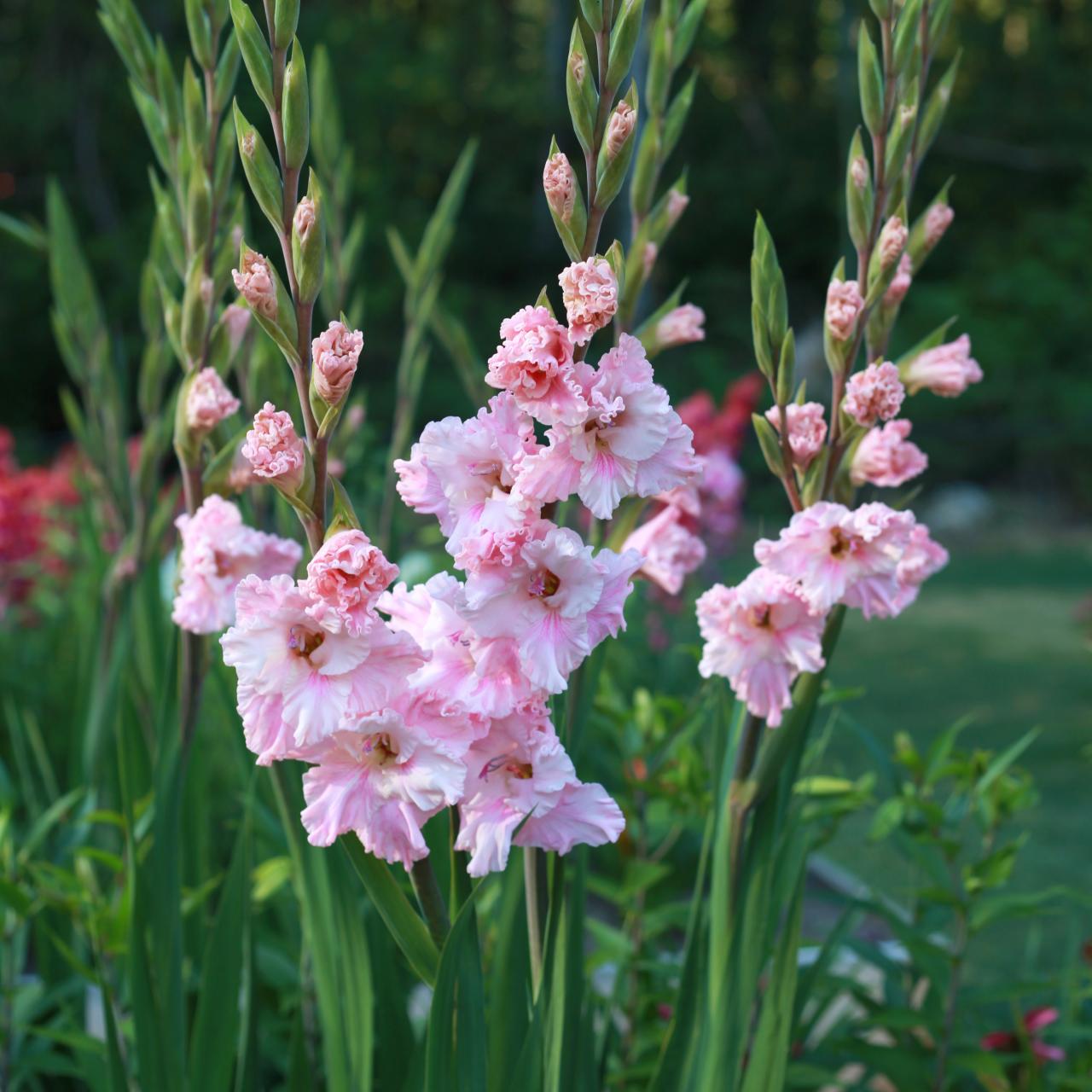 Gladiolus How to Plant, Grow and Care for Gladiolus   HGTV