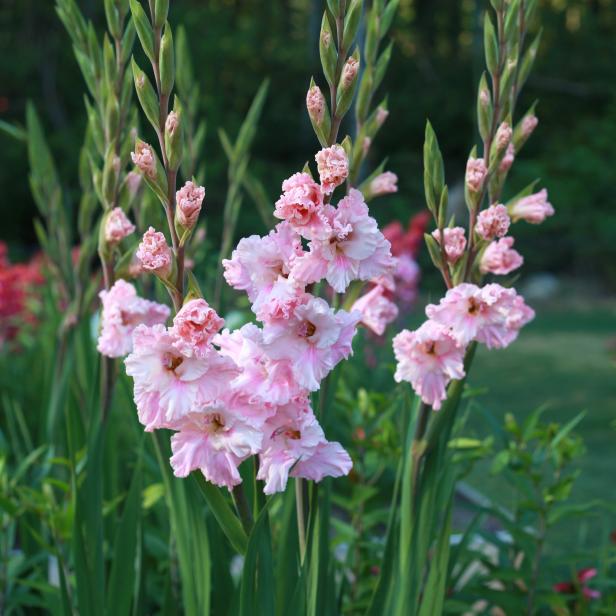 Katherina Gladiolus