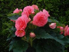 Amerihybrid Ruffled Pink Tuberous Begonia in a container. 