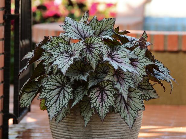 Begonia Rex in a container.