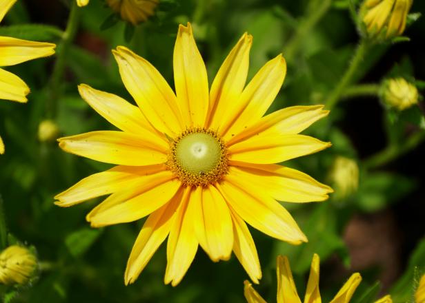 Beautiful Gloriosa Daisy 'Prairie Sun' flower at full bloom