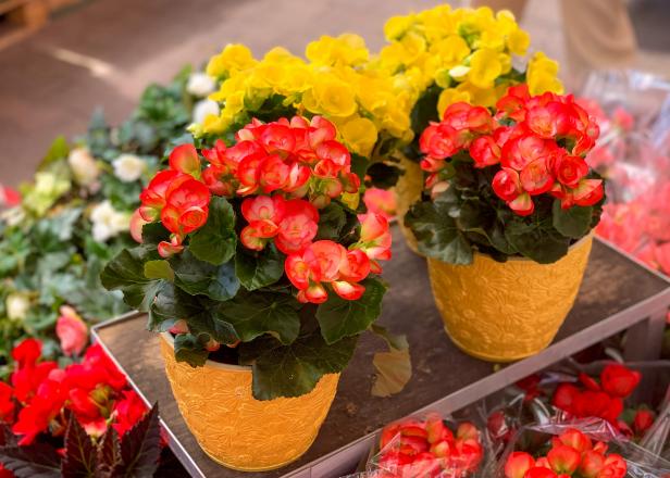 ColorfulÂ Begonia Elatior Flower in the Flowerpots. Natural Light Selective Focus