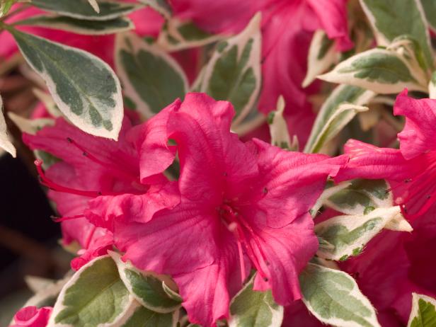 Azaleas: How To Grow And Care For The Azalea Bush | HGTV