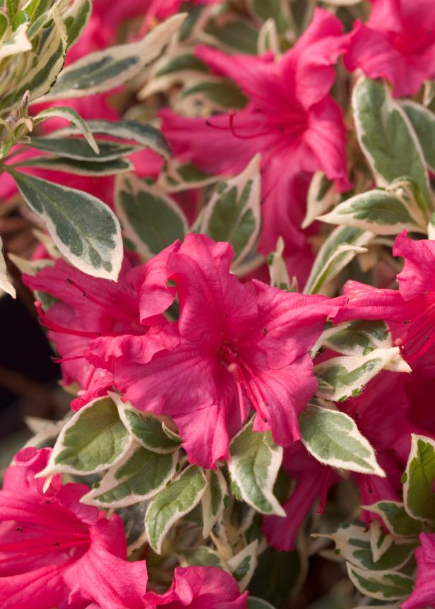 Pink Flowers And Variegated Foliage Of Proven Winners' 'Bollywood' 