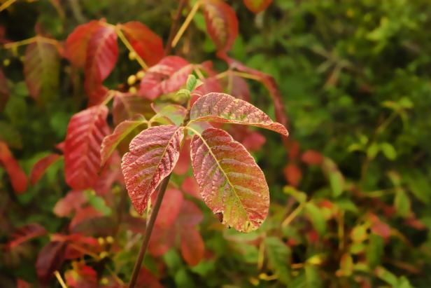 Poison Oak in the late summer after it has turned color from green to the red phase