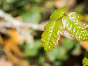 Shiny Pacific Poison oak (Toxicodendron diversilobum)