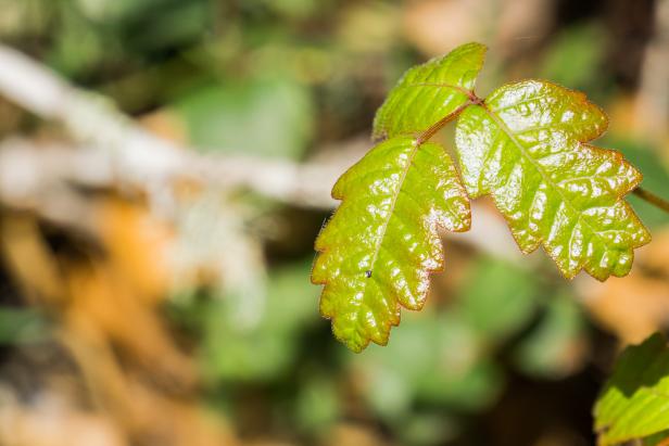 Shiny Pacific Poison oak (Toxicodendron diversilobum) leaves, California