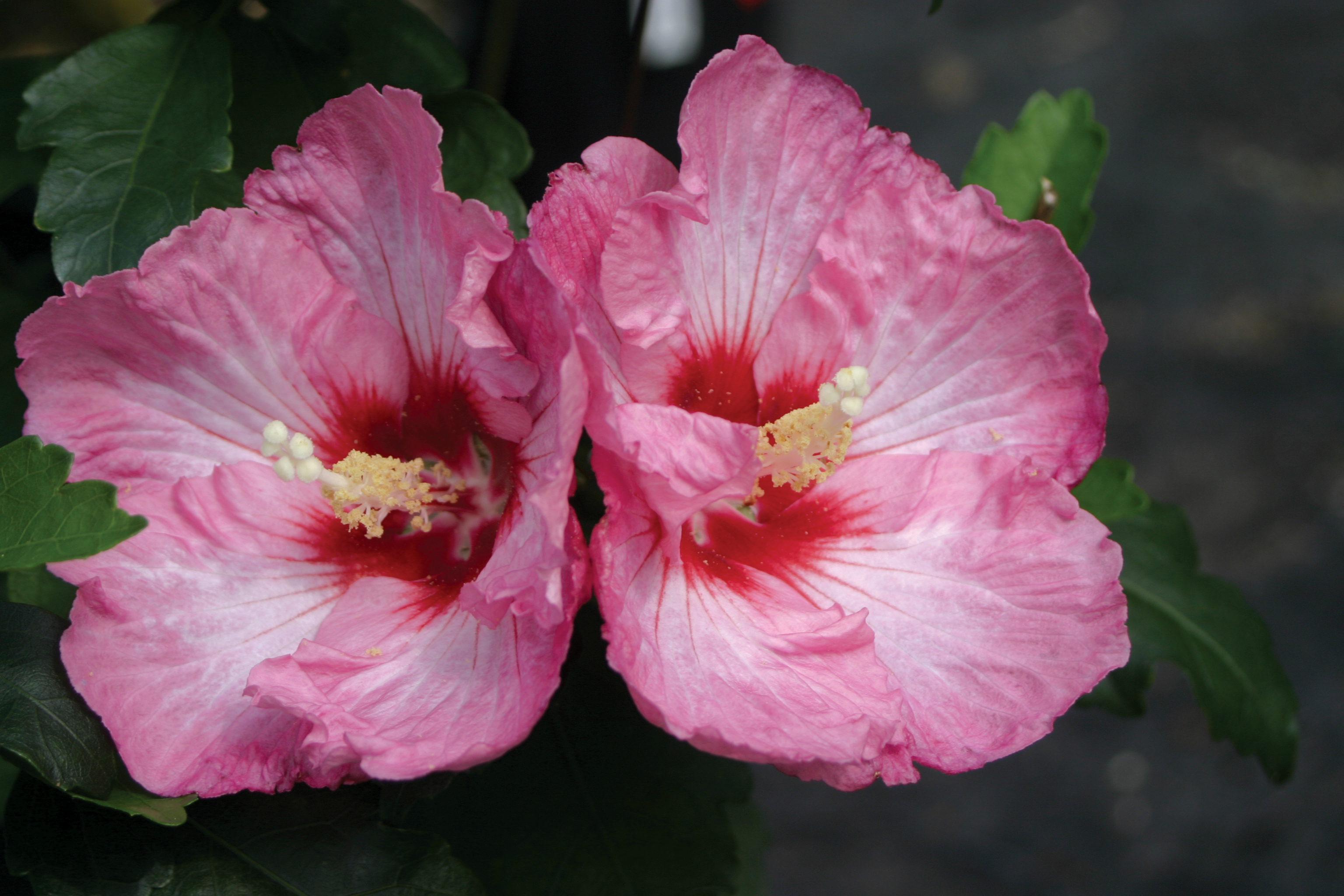 6 Rose Of Sharon Garden Hibiscus Live Plants well Rooted 8 to 14” tall  Look! 