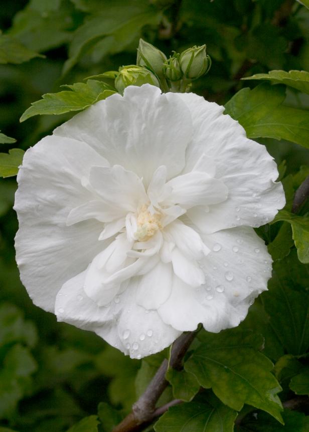 Rose of Sharon