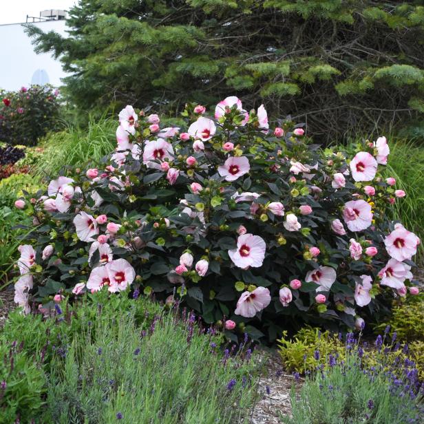 HGTV Design Outdoor Landscaping Hardcaping Hibiscus Rose Mallow