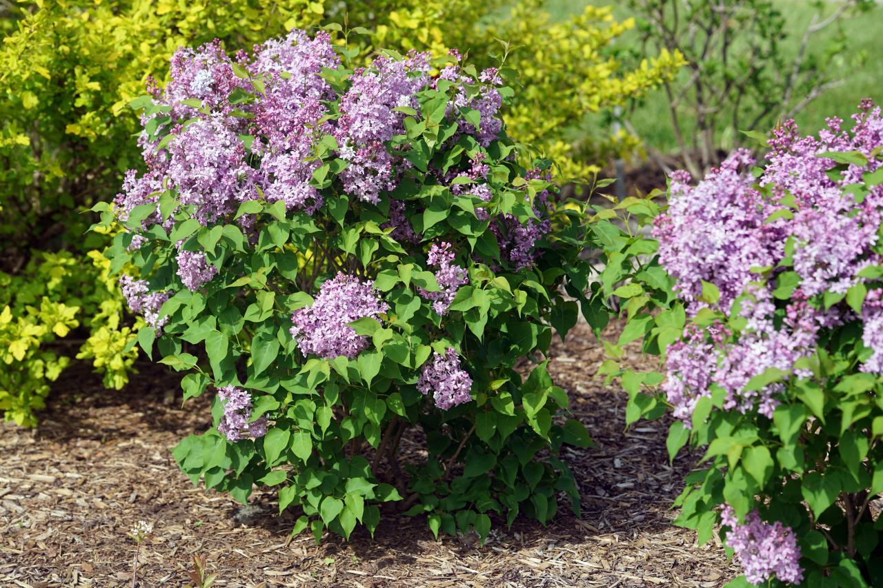 How to Prune Lilacs   HGTV