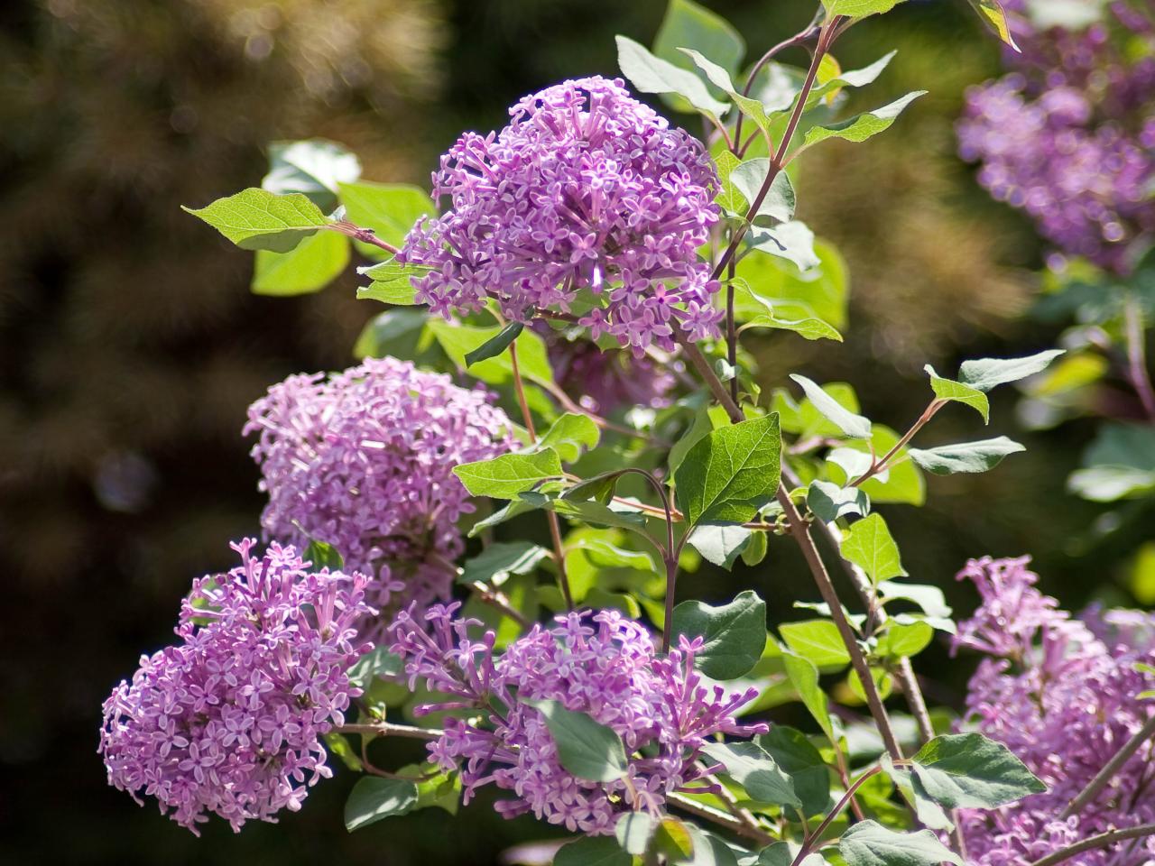 Lilac - planting, pruning and care for beautiful blooming