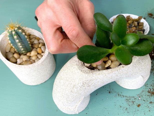 Before planting, add a layer of small pebbles to the bottom of each planter to improve drainage. Spoon in a layer of soil and add your plant. Spoon in more soil until the roots are completely covered. Add pebbles to the top to complete the look.