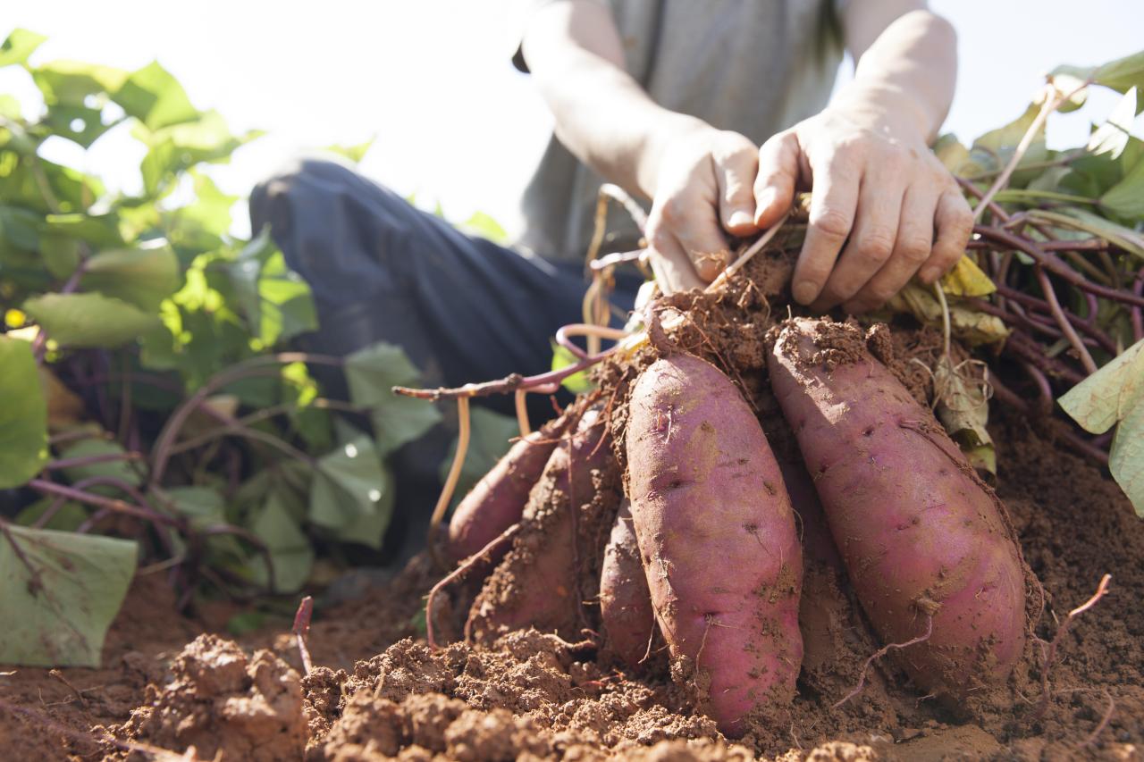 How to Grow Sweet Potatoes in Your Garden - A Comprehensive Guide for a Successful Harvest